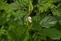 Canavalia cathartica