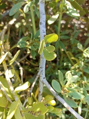 Maytenus phyllanthoides