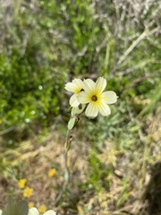 Sisyrinchium cuspidatum