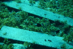 Stegastes partitus