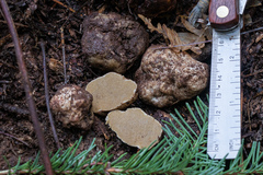 Rhizopogon