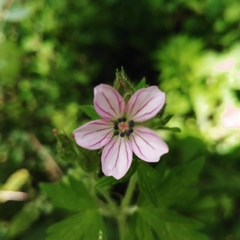Geranium bicknellii
