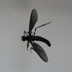 Penthetria heteroptera