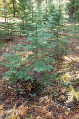 Rhizopogon