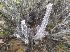Quaqua mammillaris
