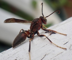 Polistes metricus