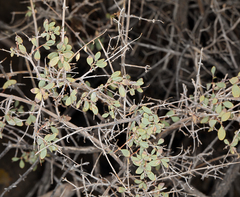 Symphoricarpos longiflorus