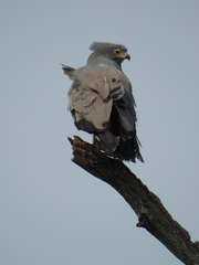 Polyboroides typus
