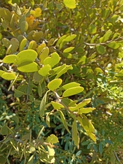 Maytenus phyllanthoides