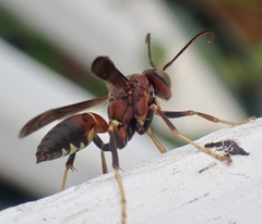 Polistes metricus