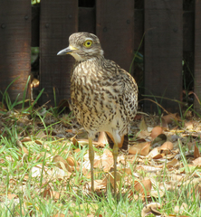 Burhinus capensis capensis