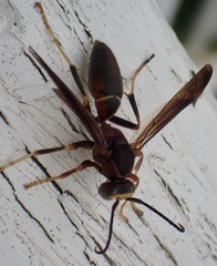 Polistes metricus