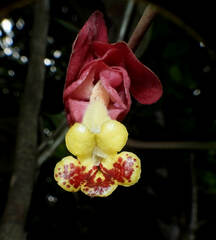 Drymonia coccinea