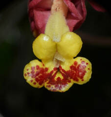 Drymonia coccinea