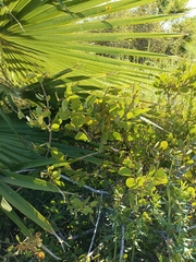 Maytenus phyllanthoides