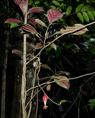 Drymonia coccinea