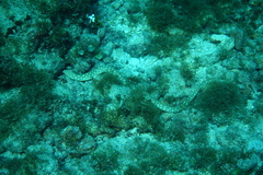 Myrichthys breviceps