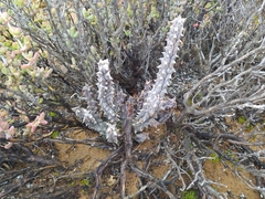 Quaqua mammillaris