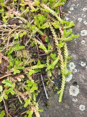 Selaginella douglasii
