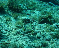 Lactophrys triqueter