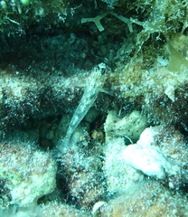 Coryphopterus dicrus