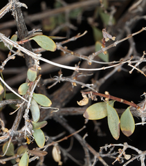 Symphoricarpos longiflorus