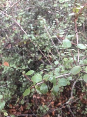 Rhamnus crocea