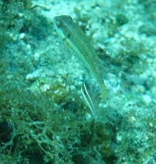 Sparisoma radians