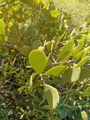 Maytenus phyllanthoides