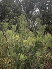 Arctostaphylos glandulosa