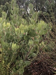 Arctostaphylos glandulosa