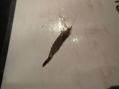 Crangon nigromaculata