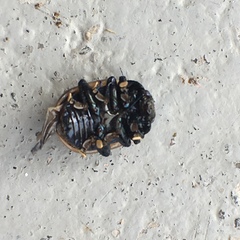 Labidomera clivicollis