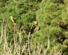 Serinus canaria