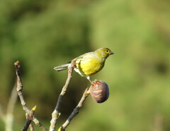 Serinus canaria