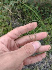 Eragrostis tenuifolia