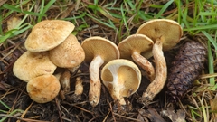 Suillus decipiens