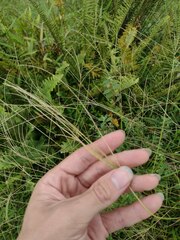 Digitaria violascens