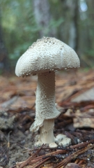 Amanita pelioma