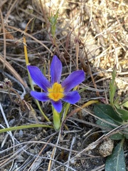 Calydorea xiphioides