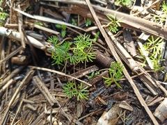 Ranunculus trichophyllus