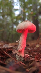 Amanita pelioma
