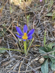 Calydorea xiphioides