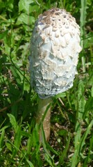 Coprinus comatus