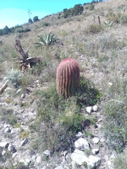Ferocactus pilosus