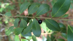 Ilex coriacea