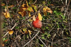 Cardinalis cardinalis