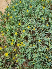 Malephora lutea