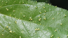 Aceria guazumae
