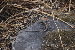 Stenocercus ornatissimus